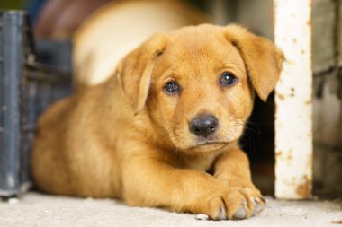 Concretefloor üzerinde üzgün köpek yavrusu