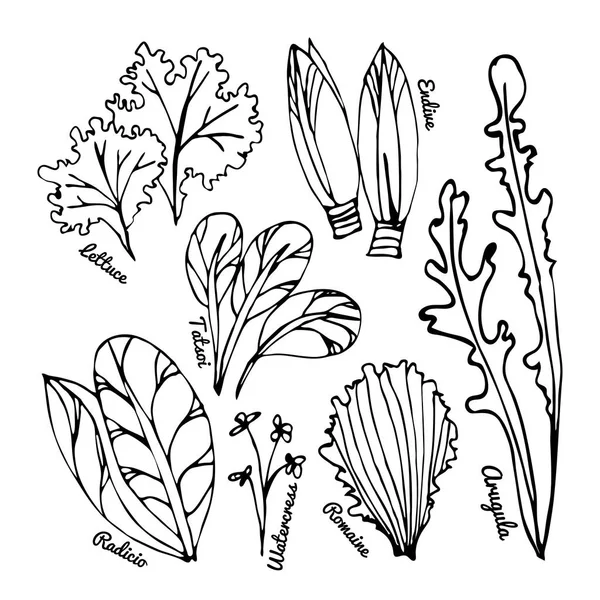 Set stilisierter handgezeichneter Blätter verschiedener Salatsorten. — Stockvektor