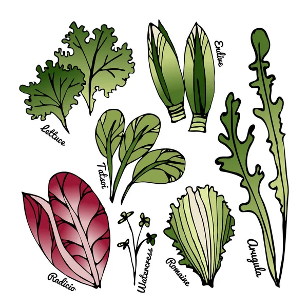 Set di foglie stilizzate disegnate a mano di diverse varietà di lattuga . — Vettoriale Stock