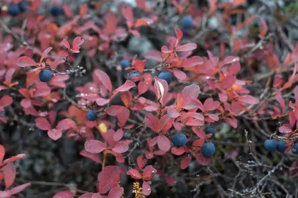 yaban mersini çalı sonbahar orman meyveleri ile