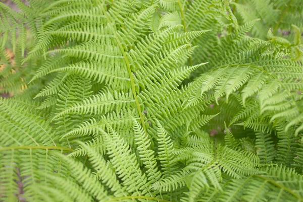 Ormanda yeşil eğreltiotu yaprakları