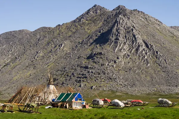 Ural Dağları yaz aylarında herding Ren geyiği