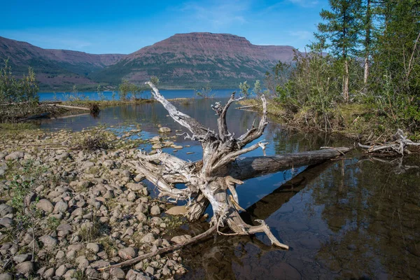 Rusya 'nın Sibirya bölgesindeki Krasnoyarsk bölgesindeki Putorana platosuna yaz aylarında seyahat edin.