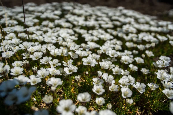 Rusya 'nın Sibirya bölgesindeki Krasnoyarsk bölgesinde yaz mevsiminde Putorana yaylasında açmakta olan gelincikler.