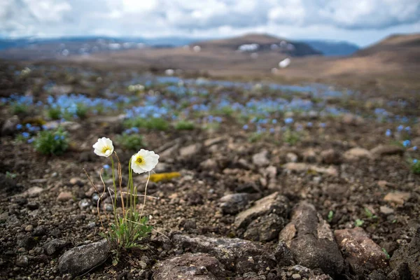 Blooming Pavot Sur Plateau Putorana Dans Territoire Krasnoïarsk Sibérie Russie — Photo