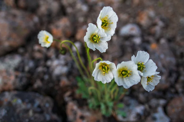 Rusya 'nın Sibirya bölgesindeki Krasnoyarsk bölgesinde yaz mevsiminde Putorana yaylasında açmakta olan gelincikler.