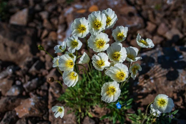 Rusya 'nın Sibirya bölgesindeki Krasnoyarsk bölgesinde yaz mevsiminde Putorana yaylasında açmakta olan gelincikler.