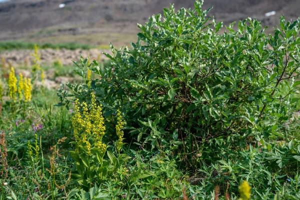 Rusya 'nın Sibirya bölgesindeki Krasnoyarsk bölgesinde yaz mevsiminde Putorana yaylasında açmakta olan gelincikler.