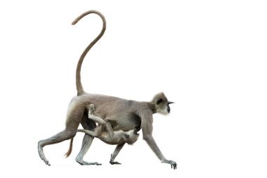 Beyaz arka planda, Bebek, gri langur, Semnopithecus TELLUS, karnında bir bebek taşıyan anne maymunun izole. Anuradhapura, Sri Lanka.