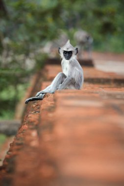 Dikey fotoğraf gri langur, Semnopithecus TELLUS, kutsal şehir, maymun bebek Jetavanaramaya stupa tuğla duvara oturma. Olay yerinden dünya miras kenti Anuradhapura, Sri Lanka.