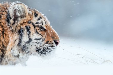 Genç Sibirya kaplanı portresi, Panthera tigris altaica, kürk kar ile erkek, kar fırtınası sırasında derin karda yürüyüş. Taiga ortamı, dondurucu soğuk, kış. Yan görünüm.
