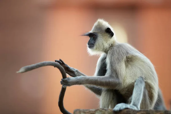 Close up Gray langur, Semnopithecus entellus, mono sentado en la pared de ladrillo contra el templo rojo Jetavanaramaya, con cola larga en el aire delante de él. Ciudad Patrimonio de la Humanidad Anuradhapura, Sri Lanka . — Foto de Stock