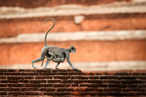 Mother with baby,  Gray langur, Semnopithecus entellus, monkey from Sacred City,  carrying a baby on her stomach, walking on wall against red Jetavanaramaya stupa. Scene from Anuradhapura, Sri Lanka. — Stock Photo, Image