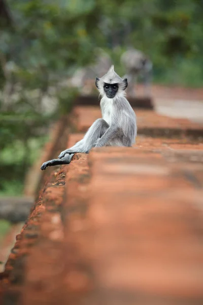 Függőleges fotó Oroszlánfejű, Semnopithecus entellus, majom baba, a szent város, ül a téglafal Jetavanaramaya sztúpa. Jelenet a világ örökség városa, Anuradhapura, Sri Lanka. — Stock Fotó