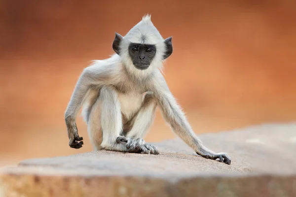 Close up young Gray langur, Semnopithecus entellus, monkey baby sitting on the stone wall against blurred, red Jetavanaramaya temple in warm, evening light. Ciudad Patrimonio de la Humanidad Anuradhapura, Sri Lanka . — Foto de Stock