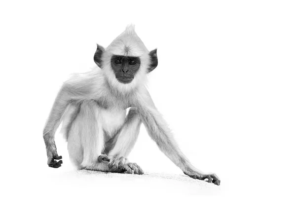 Isolado na foto branca, artística em preto e branco do jovem Gray langur, Semnopithecus entellus, bebê macaco sentado na parede de pedra, olhando diretamente para a câmera. Anuradhapura, Sri Lanka . — Fotografia de Stock