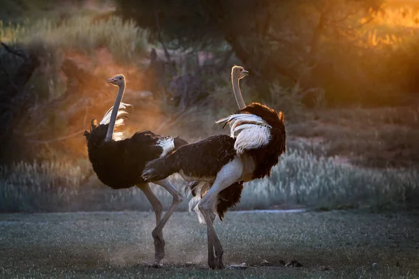 Dansen in het stof. Twee struisvogel mannetjes, Struthio camelus, elkaar in stof verlichting door de laatste stralen van de zon maken van Afrikaanse wildlife sfeer instellen weer te geven. Natuurfotografie in de Kalahari. — Stockfoto