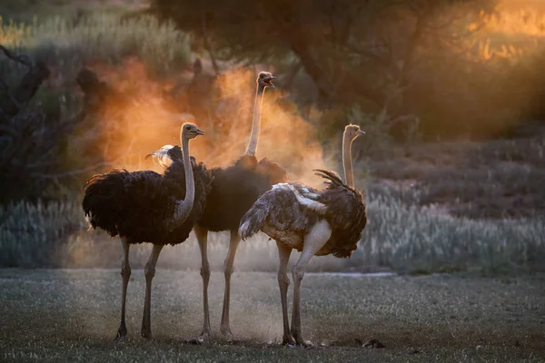 Ostrich family. Two males, Struthio camelus, trying to attract f — Stock Photo, Image