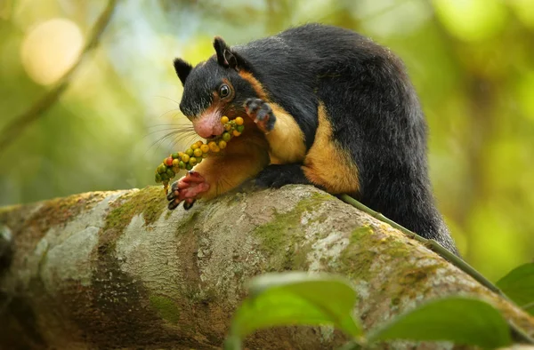 Esquilo Gigante do Sri Lanka, Ratufa macroura — Fotografia de Stock