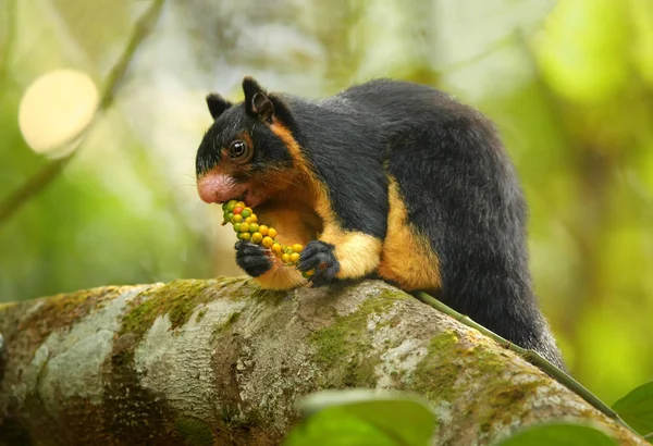 Esquilo gigante do Sri Lanka — Fotografia de Stock