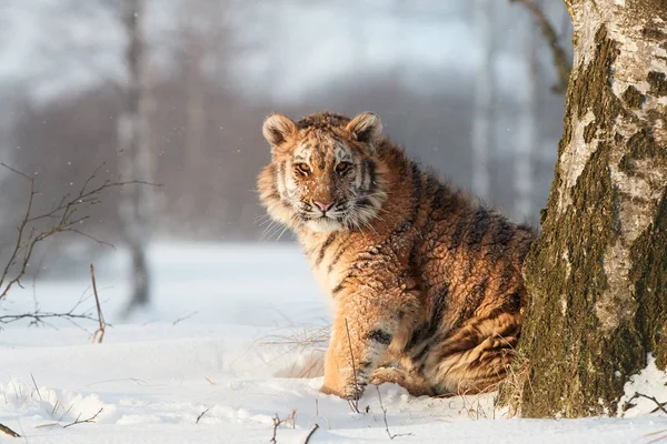Jonge Siberische tijger, Panthera tigris altaica in winterlandschap, staren rechtstreeks op de camera. Ijskoud. Tijger in besneeuwde omgeving tegen berkenbomen op achtergrond verlicht door vroege ochtendzon. — Stockfoto