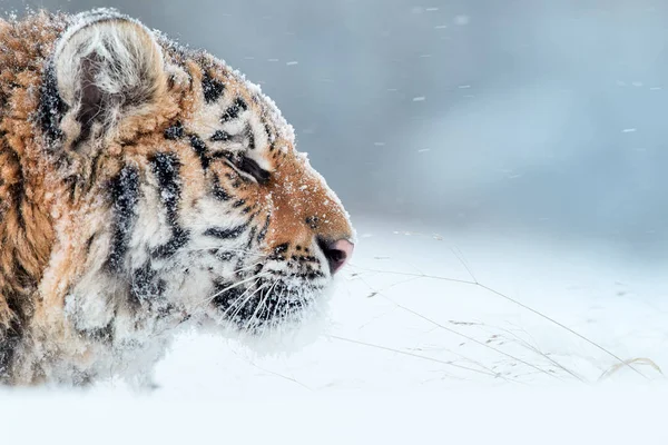 Portret van de jonge Siberische tijger, Panthera Tigris altaica, man met sneeuw in bont, wandelen in diepe sneeuw tijdens sneeuwstorm. Taiga-omgeving, ijskoud, winter. Zijaanzicht. — Stockfoto