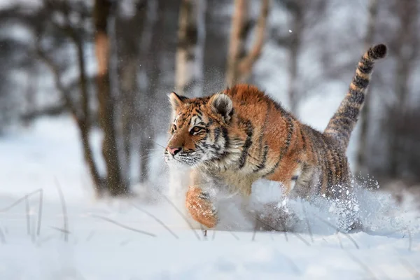 Cloe up tigre de Sibérie, Panthera tigris altaica, courir dans la neige profonde, jeune mâle dans le paysage hivernal. Froid glacial, hiver. Tigre dans un environnement enneigé contre les bouleaux en arrière-plan . — Photo