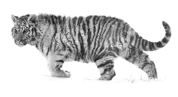 Zwart-wit, artistieke foto van Siberische tijger, Panthera Tigris altaica, deels geïsoleerd op witte achtergrond wandelen in diepe sneeuw. — Stockfoto