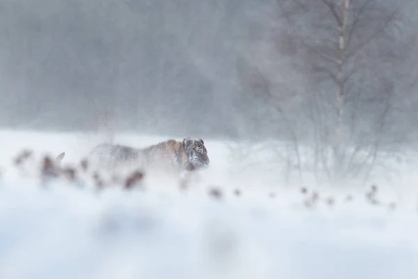 Artistieke foto van Big Cat, Siberische tijger, Panthera Tigris altaica, wandelen in diepe sneeuw tijdens Blizzard. Ijskoud, winter. Tijger in besneeuwde omgeving tegen berken bomen op de achtergrond. — Stockfoto