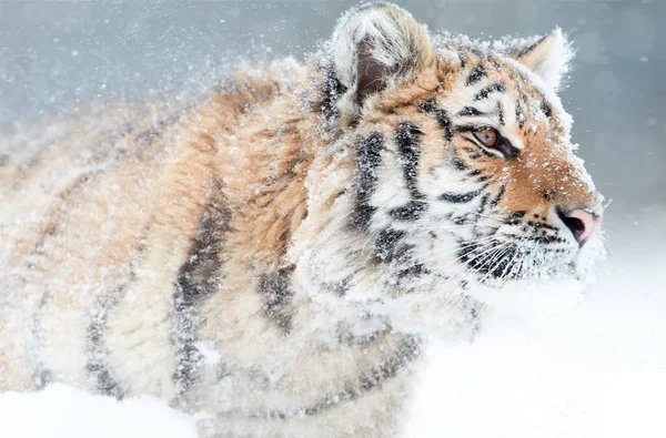 Portrait of young Siberian tiger, Panthera tigris altaica, male with snow in fur, walking in deep snow during snowstorm. Taiga environment, freezing cold, winter. — Stock Photo, Image