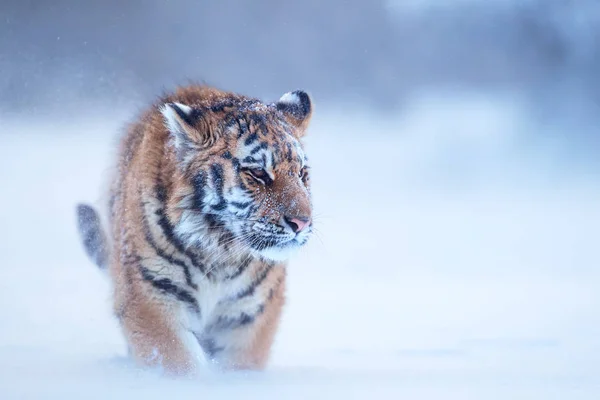 Крупный план, молодой сибирский тигр, Panthera tigris altaica, самец в зимнем пейзаже, идущий прямо перед камерой в глубоком снегу против берез во время снежной бури. Taiga environment, freezing cold, winter . — стоковое фото