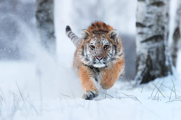 シベリアトラ、パンテラティグリスアルタイカ、毛皮で雪を持つ男性、深い雪の中でカメラに直接走る。アクションで捕食者を攻撃します。タイガ環境、氷点下の寒さ、冬. — ストック写真