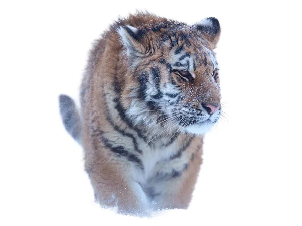 Close-up, jonge Siberische tijger, Panthera Tigris altaica, man in winter landschap, direct wandelen bij camera in diepe sneeuw tegen berken bomen tijdens sneeuwstorm. — Stockfoto