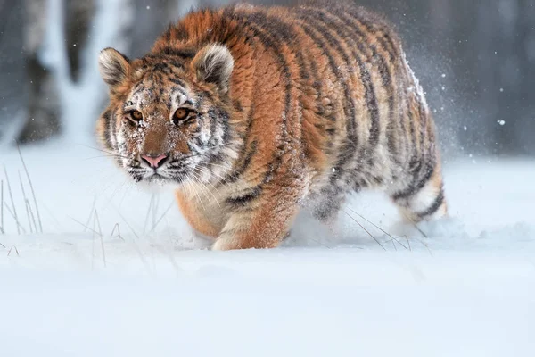 Close-up, jonge Siberische tijger, Panthera Tigris altaica, man in winter landschap, wandelen direct bij camera in diepe sneeuw tegen berken bomen tijdens sneeuwstorm. Taiga-omgeving, ijskoud, winter. — Stockfoto