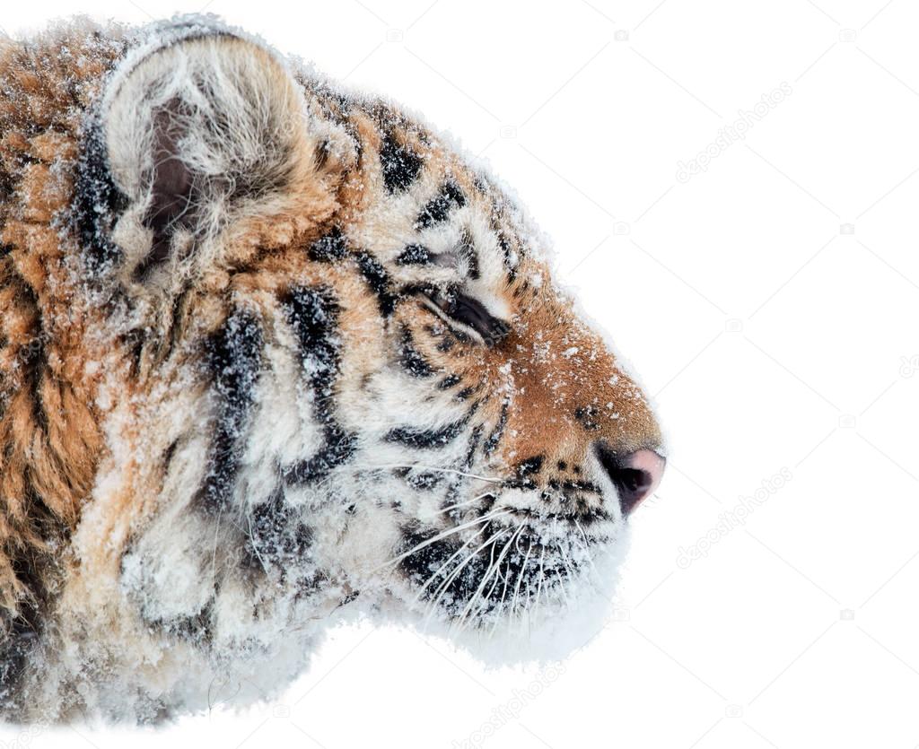 Isolated on white background, portrait of Siberian tiger, Panthera tigris altaica, male with snow in fur.