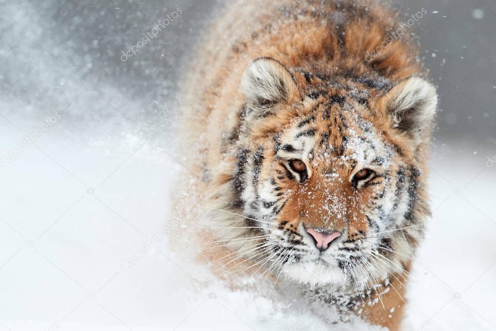 Portrait of Siberian tiger, Panthera tigris altaica, male with snow in fur, running directly at camera in deep snow during snowstorm. Taiga environment, freezing cold, winter. Front view.
