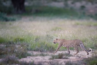 Güzel Afrika leopar, Panthera pardus sabahın erken saatlerinde Kalahari yürüme. Leopardess tipik Kgalagadi yeşil sezon ortamında bulanık çimenlerin üzerinde kumul karşı. Kgalagadi, Güney Afrika. 