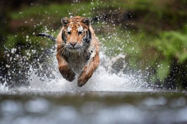 Sibirya kaplanı, Panthera tigris altaica, düşük açılı fotoğraf kamera doğrudan su etrafında sıçramasına su ile çalışan doğrudan görünümünde. Eylem saldıran yırtıcı hayvan. Tayga ortamında kaplan.
