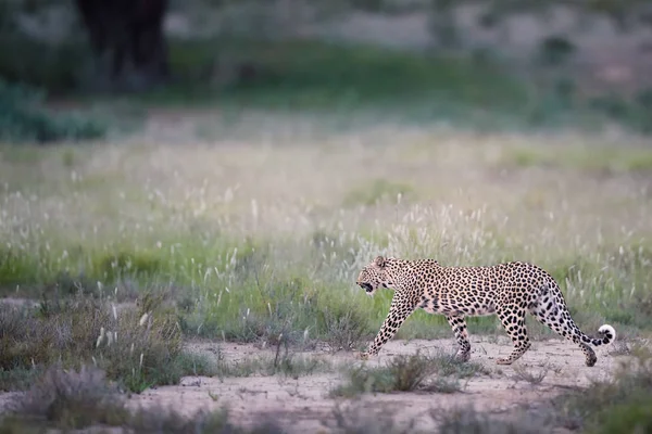 Όμορφη αφρικανική λεοπάρδαλη, pardus Panthera περπάτημα νωρίς το πρωί Καλαχάρι. Leopardess σε τυπικό περιβάλλον πράσινο σεζόν Kgalagadi ενάντια στον αμμόλοφο με θολή χόρτο. Kgalagadi, Νότια Αφρική. — Φωτογραφία Αρχείου