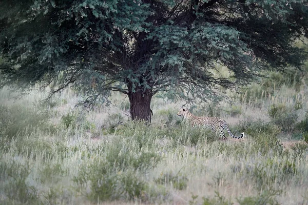 Güzel Afrika sabahın erken saatlerinde Kalahari yürüyüş leopar, Panthera pardus, ile manzara. Leopardess ağaç kabuklarıyla tipik Kgalagadi ortamında çim kaplı. Kgalagadi, Güney Afrika. — Stok fotoğraf