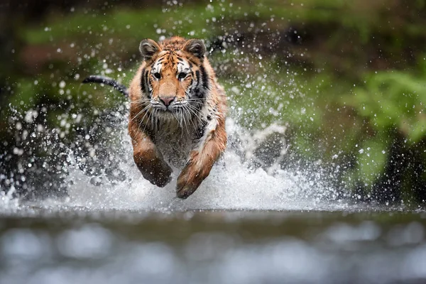 Sibirischer Tiger, Panthera tigris altaica, Niedrigwinkel-Foto in direkter Sicht, läuft im Wasser direkt auf die Kamera zu, wobei Wasser herumspritzt. Angriff auf Raubtier in Aktion. Tiger in der Taiga. — Stockfoto