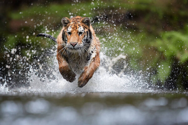 Siberian tiger, Panthera tigris altaica, low angle photo in direct view, running in the water directly at camera with water splashing around. Attacking predator in action. Tiger in taiga environment.
