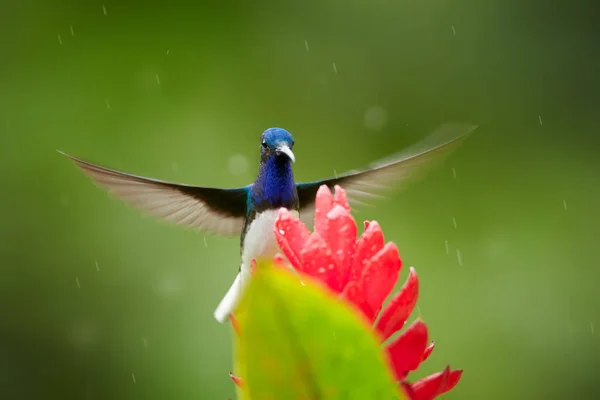 Isolated, bright blue and green hummingbird, White-necked Jacobin,Florisuga mellivora hovering over red ginger flower with raindrops, Alpinia purpurata,against abstract green background. Colombia. — Stock Photo, Image