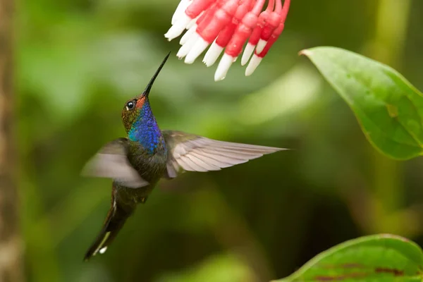 Grüner Kolibri mit funkelnder blauer Kehle, Hügel mit weißen Schwänzen — Stockfoto