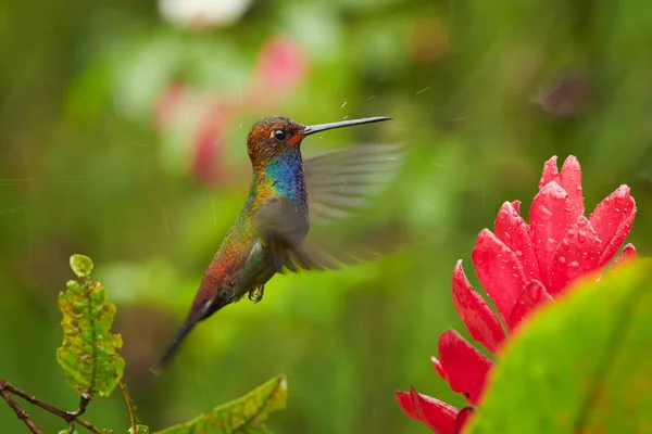 Colibrì verde con gola blu, Hillstar dalla coda bianca, Urochroa bougueri librarsi accanto al fiore rosso sotto la pioggia su sfondo colorato, sfocato, verde. Colombia — Foto Stock