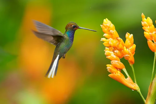 Groene kolibrie met sprankelende blauwe keel, White-tailed Hillstar, Urochroa bougueri zweven naast oranje bloem in regenachtige dag tegen kleurrijke, wazig, groen en oranje achtergrond. Colombia. — Stockfoto