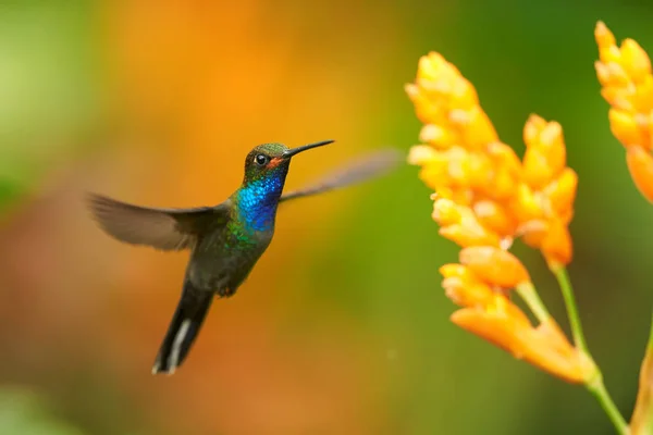 Green hummingbird with sparkling blue throat, White-tailed Hillstar, Urochroa bougueri hovering next to orange flower in rainy day against colorful, blurred, green and orange background. Colombia. — Stock Photo, Image