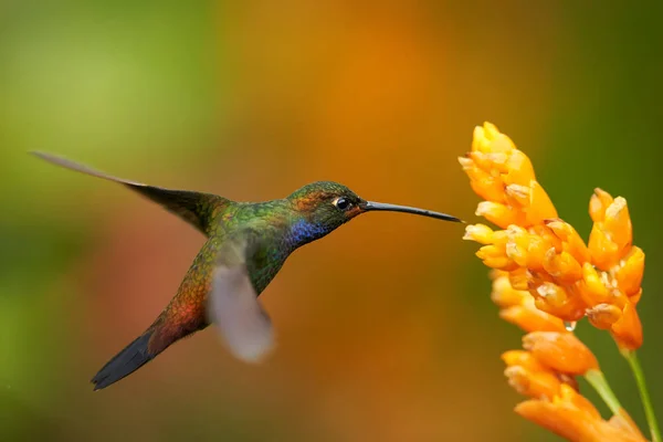 Groene kolibrie met sprankelende blauwe keel, White-tailed Hillstar, Urochroa bougueri zweven naast oranje bloem in regenachtige dag tegen kleurrijke, wazig, groen en oranje achtergrond. Colombia. — Stockfoto