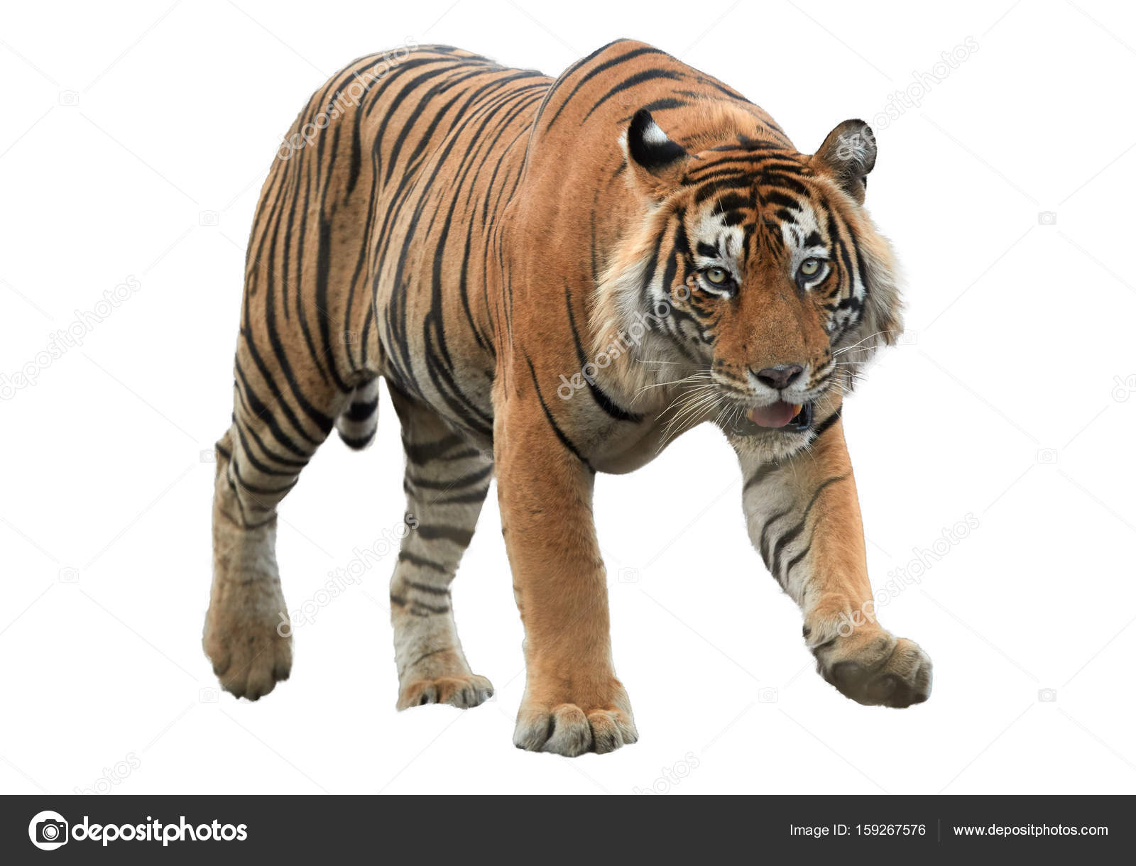 Male of Bengal tiger, Panthera tigris, isolated on white backgroMale of  Bengal tiger, Panthera tigris, isolated on white background. Tiger from  front view, staring directly at camera. Indian wildlife, Ranthambore,  India. Stock