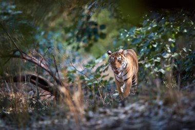 Vahşi Bengal kaplanı, Panthera tigris, Kuru orman kısmen güneş tarafından aydınlatılmış kameradan doğrudan, yürüyüş. Kaplan kendi doğal ortamında. Ranthambore Milli Parkı, Rajasthan, Hindistan